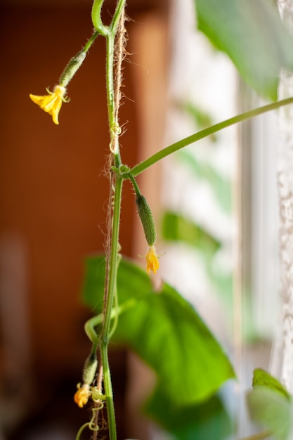 Cetriolo giovane verde con fiore giallo. Sfondo di giardinaggio con mini pianta di cetriolo in serra. Cetriolo cetriolo in miniatura per balcone giardino. I mini-cetrioli crescono nel giardino di casa.