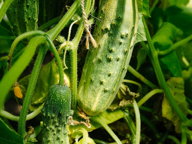 Cetriolo in serra, buono solo da raccogliere