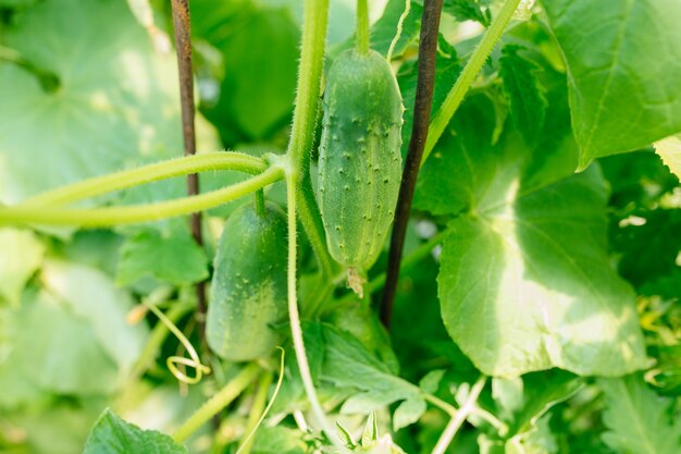 Cetriolo in serra, buono solo da raccogliere