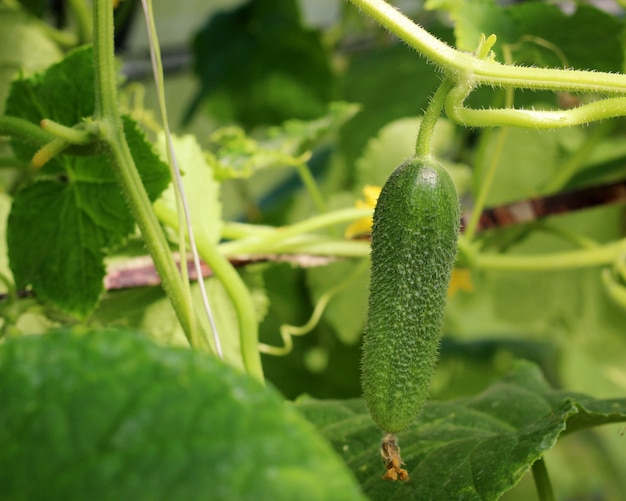 Cetriolo verde che appende su una filiale