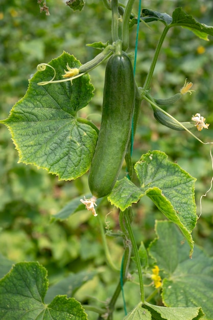 Cetriolo verde che cresce nella verdura di campo per la raccolta.