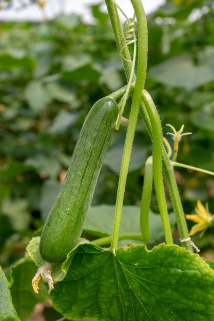 Cetriolo verde che cresce nella verdura di campo per la raccolta.