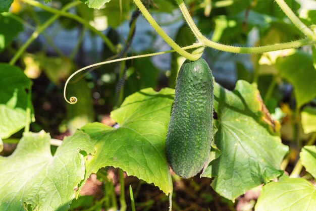 Cetriolo verde in una serra in giardino