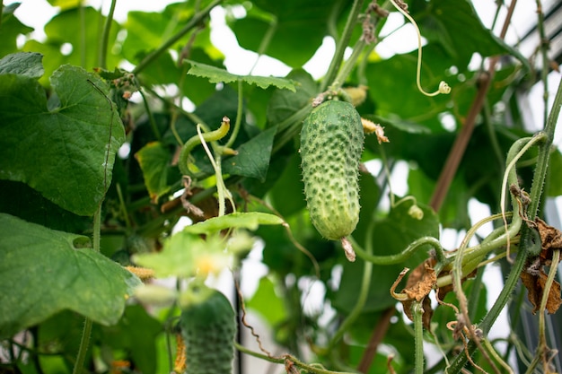 Cetriolo verde su un ramo in una serra