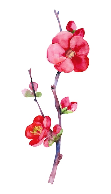 Chaenomeles japonica Illustrazione ad acquerello di mele cotogne Disegno a mano rami e fiori di mele cotogne