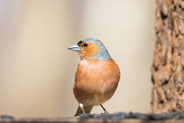 Chaffinch su un ramo