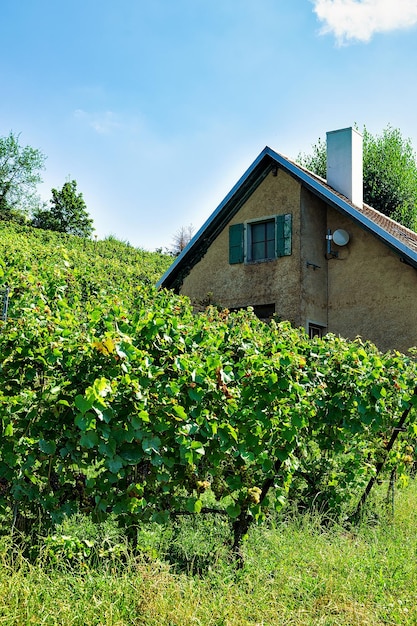 Chalet sul sentiero escursionistico Lavaux Vineyard Terraces, distretto di Lavaux-Oron, Svizzera