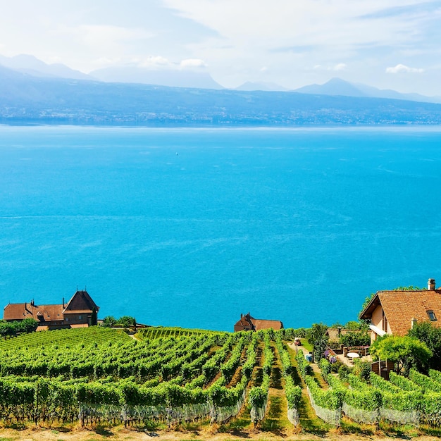 Chalets in Vigneto Terrazze sentiero escursionistico di Lavaux, Lago di Ginevra e montagne svizzere, distretto di Lavaux-Oron in Svizzera