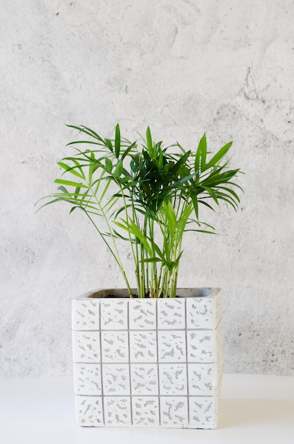 Chamaedorea della pianta in vaso vicino al muro di cemento grigio