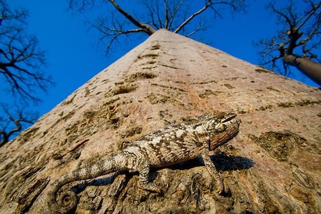 Chameleon è seduto su un baobab. Madagascar.