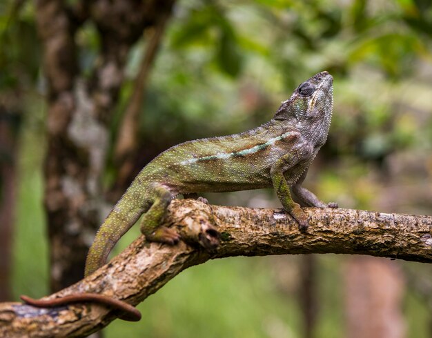 Chameleon è seduto su un ramo. Madagascar.