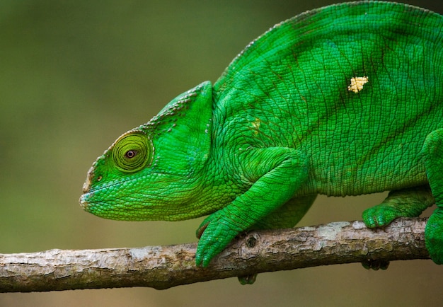 Chameleon è seduto su un ramo. Madagascar.