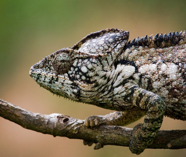 Chameleon è seduto su un ramo. Madagascar.