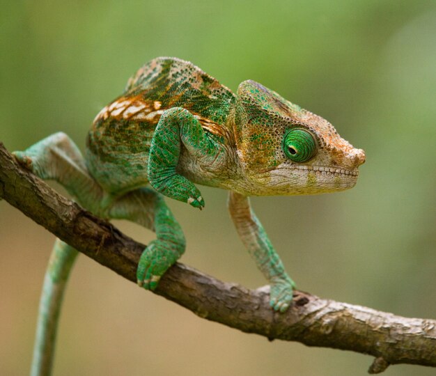 Chameleon è seduto su un ramo. Madagascar.