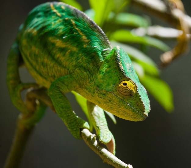 Chameleon è seduto su un ramo. Madagascar.