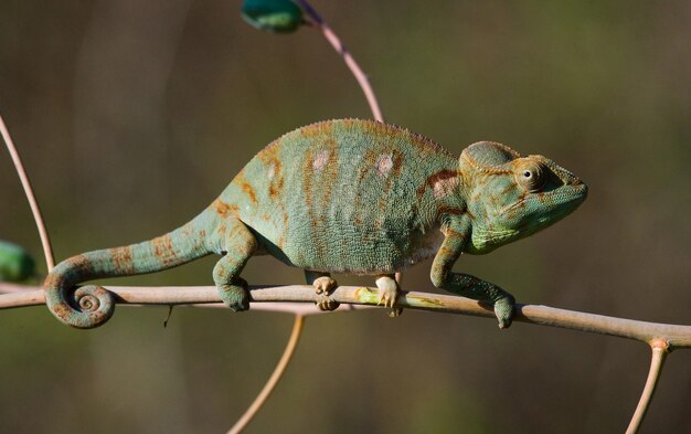 Chameleon è seduto su un ramo. Madagascar.