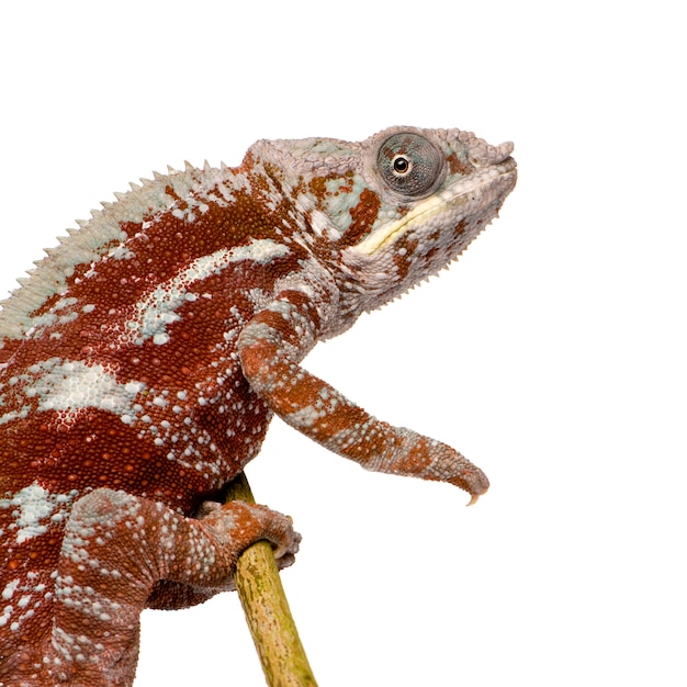 Chameleon Furcifer Pardalis, Masoala su un bianco isolato