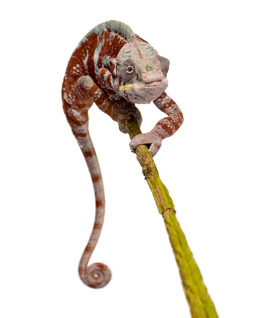 Chameleon Furcifer Pardalis, Masoala su un bianco isolato