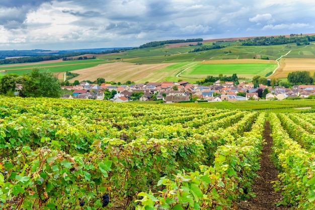 Champagne Vineyards al tramonto, Montagne de Reims, Francia