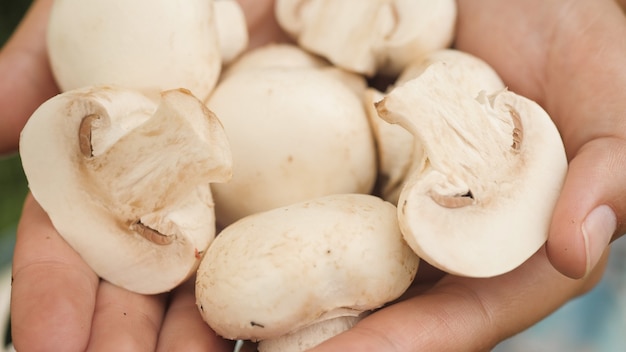 Champignon. Colpo del primo piano di bellissimi funghi freschi in palme femminili in una limpida giornata di sole. Vista ravvicinata