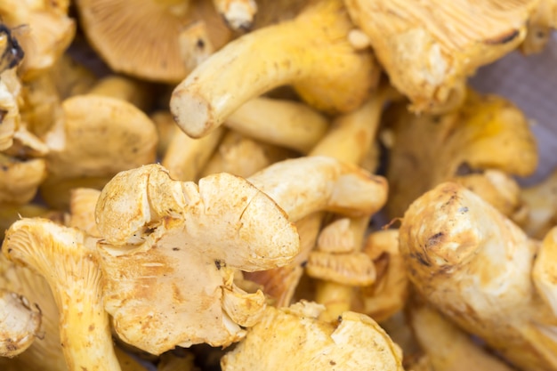 Chantarelles in un cestino