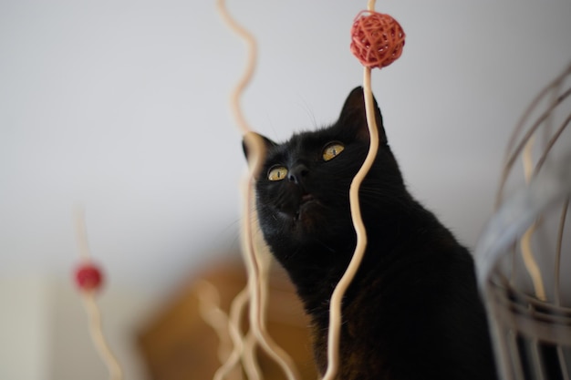 - Chat da vicino di un gatto che guarda da un'altra parte