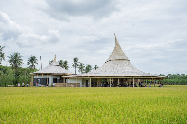 Chata Thammachart coffee cafe in un campo di riso