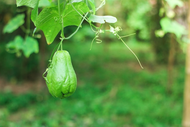 Chayote fresco sullo sfondo della natura