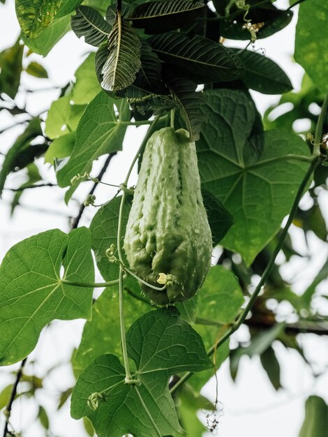 Chayote pronto per il raccolto nel giardino