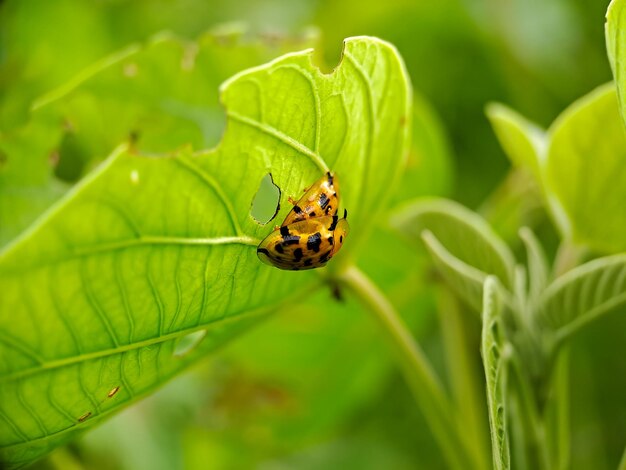 Cheilomenes è un genere di coccinelle Coccinellidae sono grandi tipiche coccinelle Sono sempre lucide e spesso presentano punti luminosi sulle elitre