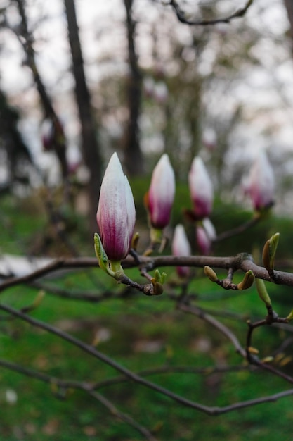 Chernivtsi Ucraina Ramo di una bella magnolia bianca in un parco verde Cespuglio di magnolia su uno sfondo di alberi in primavera