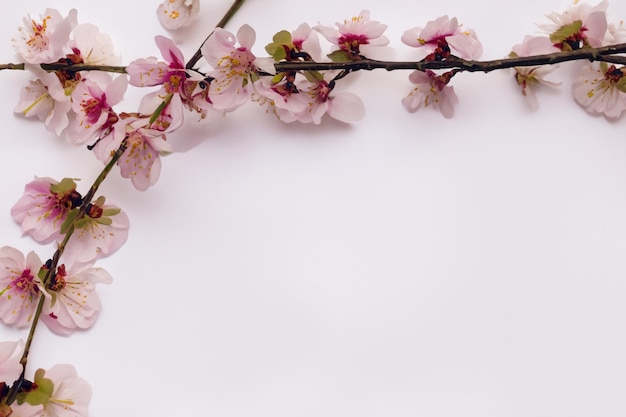 Cherry Blossom Beauty su carta bianca per mockup