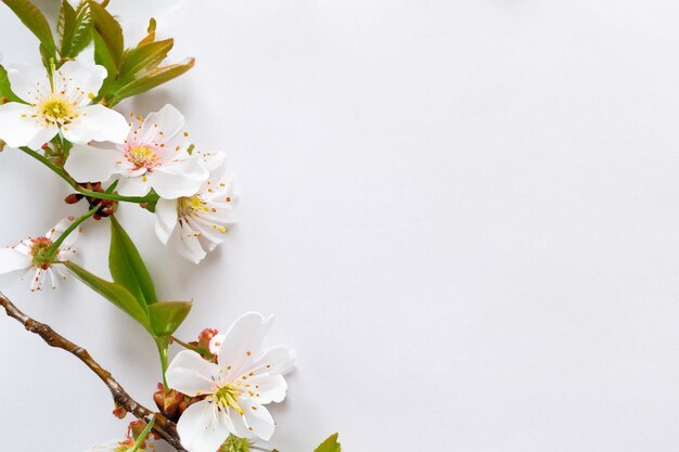 Cherry Blossom Beauty su carta bianca per mockup