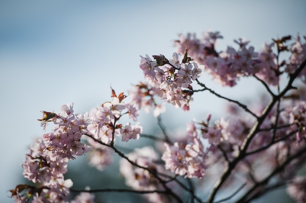 Cherry Blossom con Soft focus Sakura stagione a Mosca Sfondo