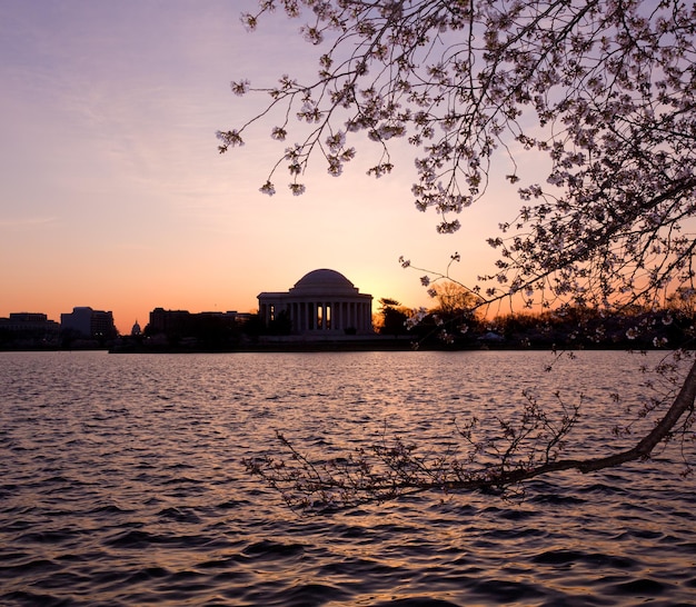 Cherry Blossom e Jefferson Memorial