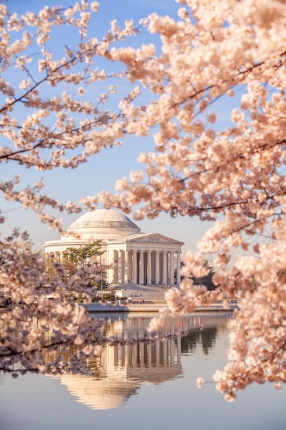 Cherry Blossom Festival a Washington DC negli Stati Uniti