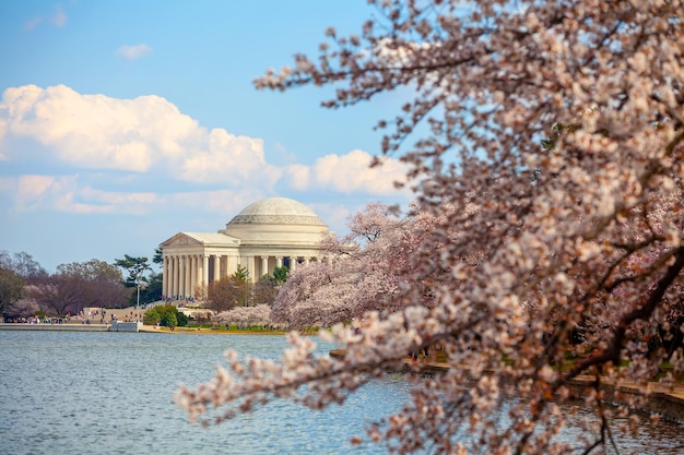 Cherry Blossom Festival a Washington DC negli Stati Uniti