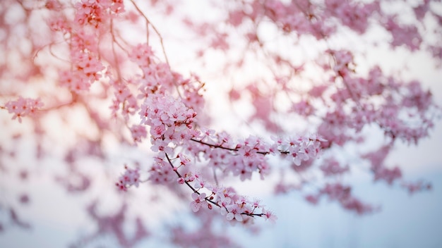 Cherry Blossom in primavera con messa a fuoco morbida, stagione di Sakura in Corea, sfondo.