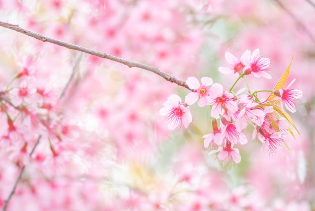 Cherry Blossom in primavera con soft focus