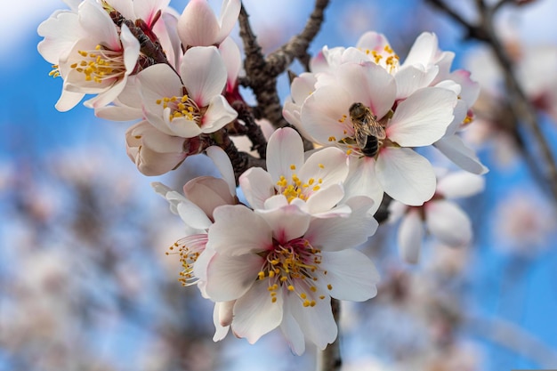 Cherry Blossom in primavera