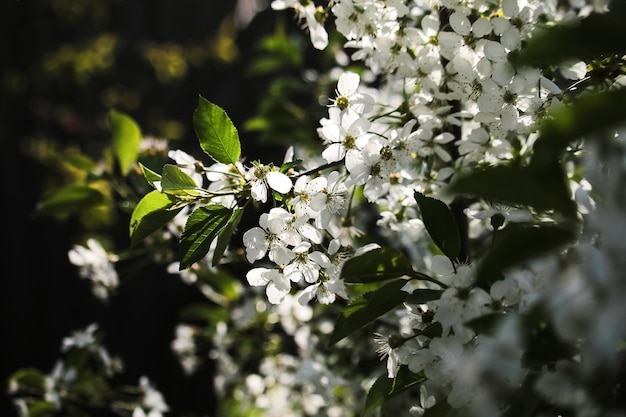 Cherry Blossom