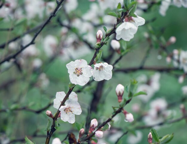 Cherry Blossom