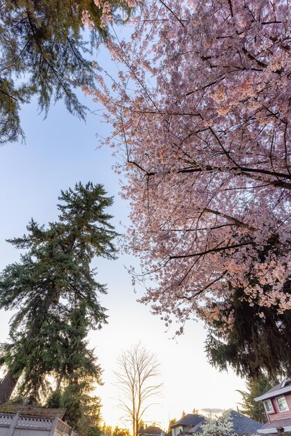 Cherry Blossoms in un quartiere residenziale