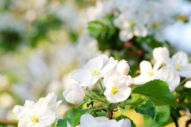 Cherry Blossoms