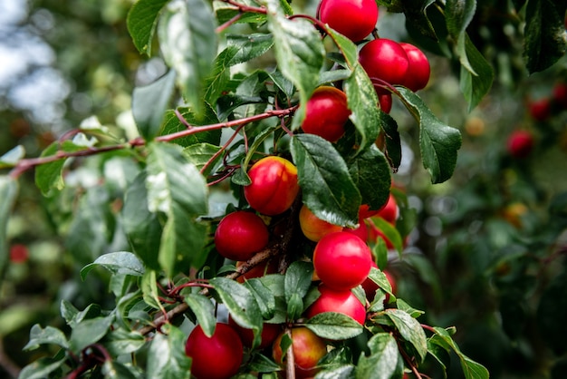 Cherry Plum che cresce in giardino.