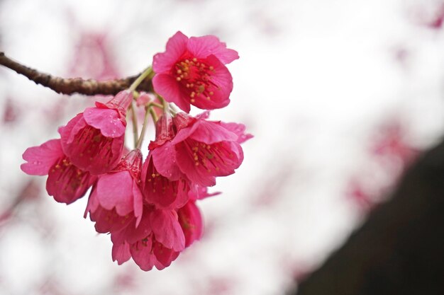 cherryblossom sakura blossom giappone