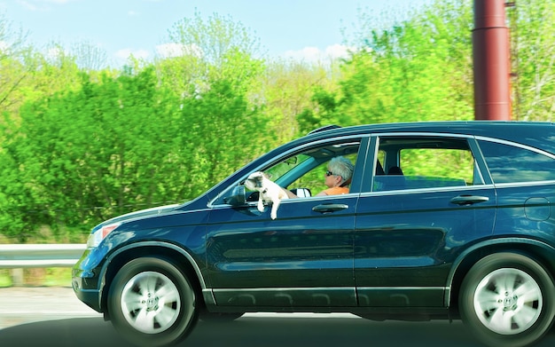 Chester, Stati Uniti d'America - 3 maggio 2015: Donna con cane in un'auto sulla strada, Stati Uniti.