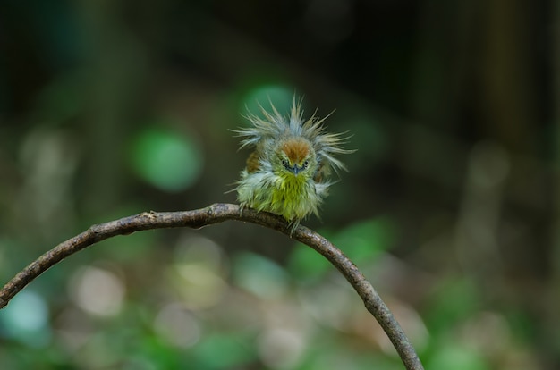 Chiacchierone tit a strisce nella foresta Tailandia