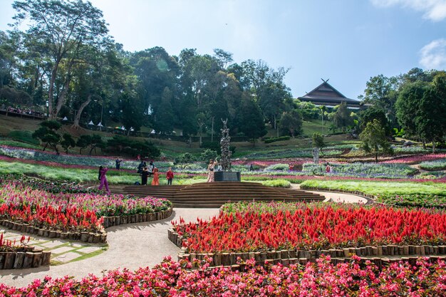 Chiang Rai (Thailandia) 23 dicembre 2023 Fiori colorati al giardino di Mae Fah Luang Chiang Rai Thailandia iang rai Thailandia Giardino di fiori freddi d'inverno