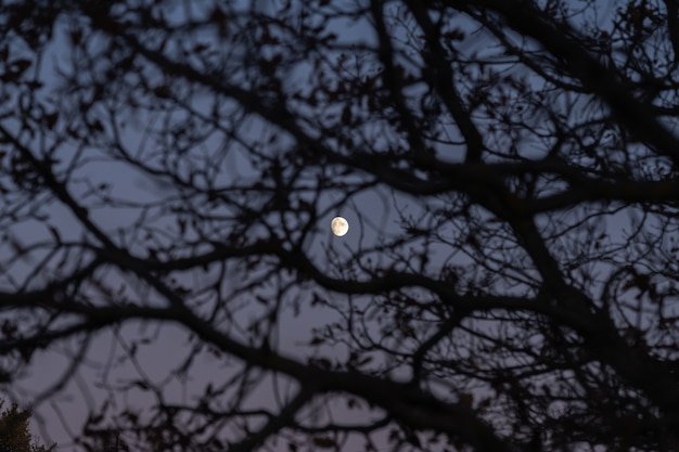 Chiaro di luna attraverso i rami di un albero